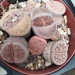 IMG_20220515_135839 (1).jpg